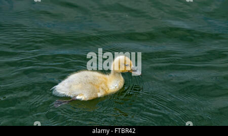 Yellow Mallard (Anas platyrhynchos) duckling in a pond Stock Photo