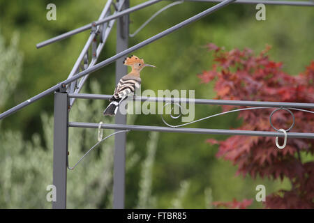 hoopoe with crest up perched on a gazebo and seen from above Stock Photo