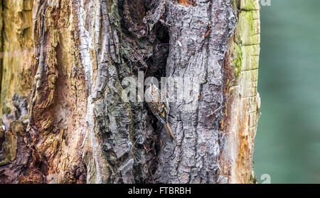 Treecreeper looking for insects in the bark of a decaying tree. Stock Photo