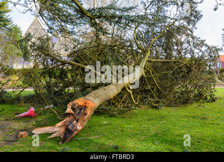 Damaged tree. Branch of a tree broken off from the main trunk during gales in West Sussex, England, UK. Stock Photo