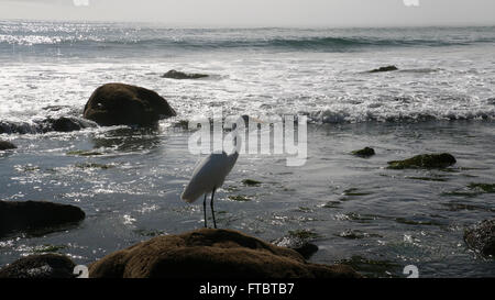 Great Egret in tide pool Leo Carrillo State Park Pacific Coast Highway, Malibu, Calfornia Stock Photo