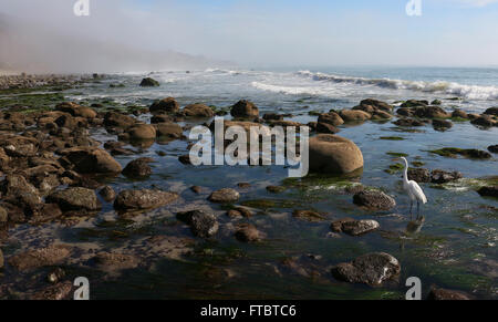 Great Egret in tide pool Leo Carrillo State Park Pacific Coast Highway, Malibu, Calfornia Stock Photo