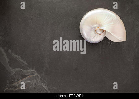 Pearl shell of a  chambered nautilus (Nautilus pompilius) on black slate background with copy space. Stock Photo