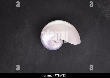 Pearl shell of a  chambered nautilus (Nautilus pompilius) on black slate background. Stock Photo