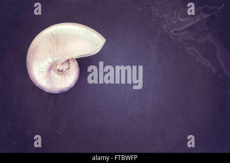 Vintage toned pearl shell of a nautilus on dark slate background with copy space. Stock Photo