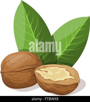 Walnuts with leafs isolated on white. Vector illustration. Stock Vector