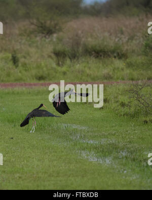 The sharp-tailed ibis (Cercibis oxycerca) seen in Ibera Wetland, Argentina Stock Photo