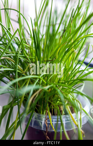 Chives growing in pot on the windowsill growing herbs Stock Photo