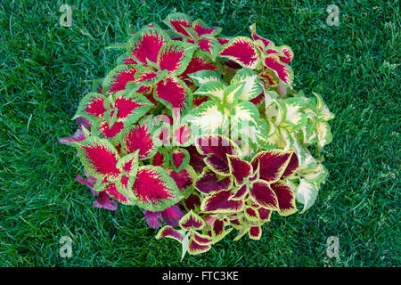 A pot of colorful mixed coleus leaves Stock Photo