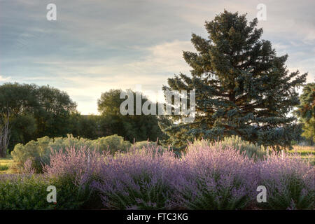 Early morning light on Russian Sage Stock Photo