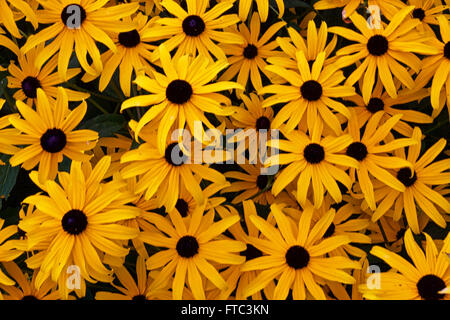 Black-eyed Susan flowers Stock Photo