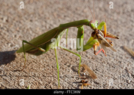 Praying mantis eating a grasshopper Stock Photo