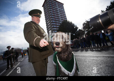 Falls Road, Belfast,UK 27th March 2016 Tara the Irish Wolfhound outside Divis Tower at the Easter Rising 100th Anniversary  Parade Credit:  Bonzo/Alamy Live News Stock Photo