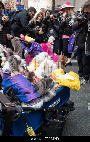 New York, USA. 27th March, 2016. A stroller full of small dogs was popular with spectators at the annual Easter Parade and bonnet festival in New York City Credit:  Elizabeth Wake/Alamy Live News Stock Photo