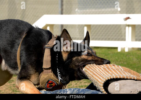 160212-N-IL474-509 SOUDA BAY, GREECE (Feb.12, 2016) Gerry, a German Shepherd assigned to Naval Support Activity Souda Bay Military Working Dog (MWD) unit, attacks during a controlled aggression training exercise Feb. 12, 2016. MWDs are used to apprehend suspects, and to detect explosives and narcotics while searching buildings, ships and submarines. (U.S. Navy photo by Heather Judkins/Released) Stock Photo