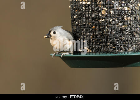Tufted Titmouse perched on a seed feeder eating seeds. Stock Photo