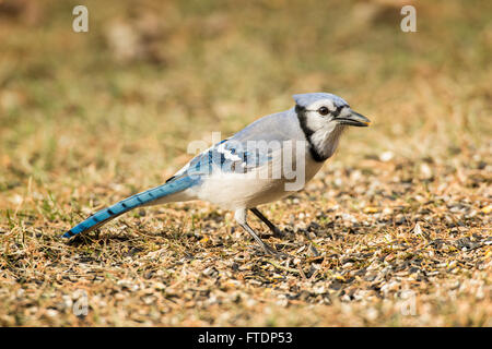 Blue Jay foraging in spilled seeds on ground. Stock Photo