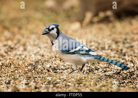 Blue Jay foraging in spilled seeds on ground. Stock Photo
