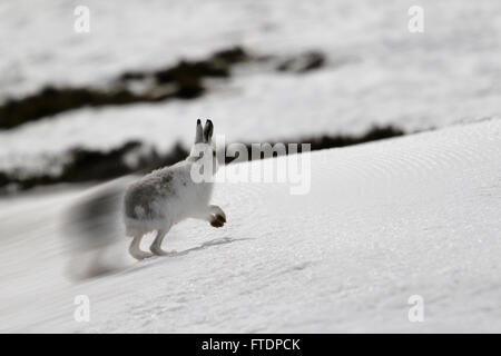 The mountain hare (Lepus timidus), also known as blue hare.  Here seen on a Scottish Mountain in the snow Stock Photo