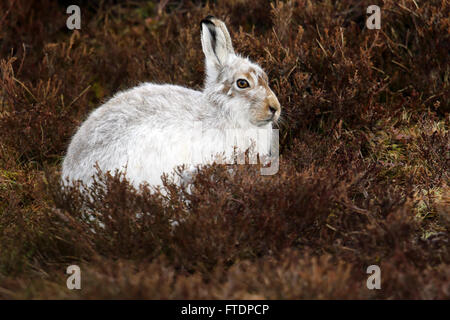 The mountain hare (Lepus timidus), also known as blue hare.  Here seen on a Scottish Mountain in the Heather. Stock Photo