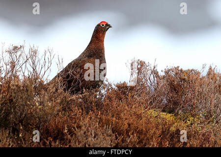 Red Grouse (Lagopus scotica) amongst the Heather and snow covered mountain in background Stock Photo