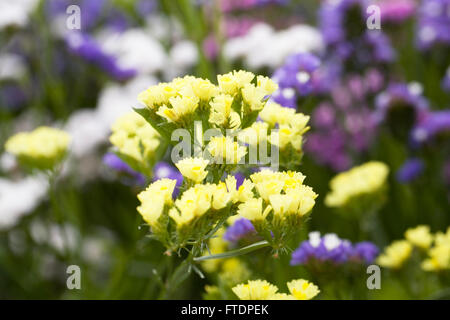 Limonium sinuatum 'Forever' flowers. Statice growing in a summer border. Stock Photo