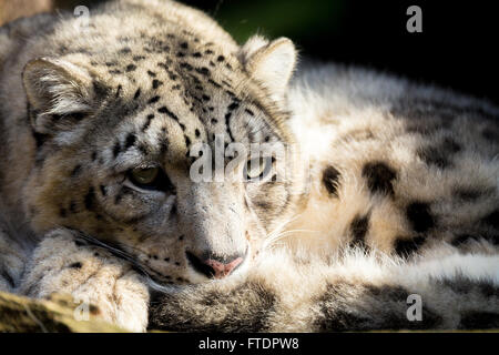 side portrait of snow leopard - Irbis, Uncia uncia with shallow focus Stock Photo