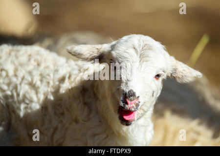 Sheep with small lamb on rural farm. Lamb is Easter holiday symbol Stock Photo