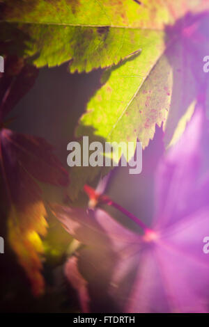 Creative and artistic interpretation of the traditional flower and leaf photography, seen almost in abstract the flower appears almost dream like. Stock Photo