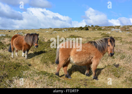 two free ranging Dartmoor ponies in early Spring, Dartmoor National Park, Devon, England Stock Photo