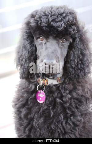 Black standard poodle puppy (12 weeks old) looking at you Stock Photo