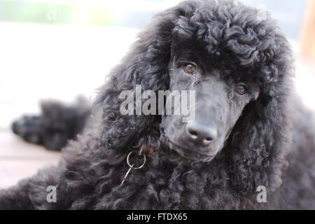 Black standard poodle puppy (12 weeks old) looking at you Stock Photo