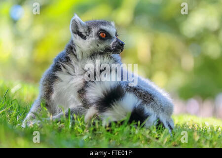 A Ring-tailed Lemur sunbathing in the Anja Reserve, Madagascar Stock Photo