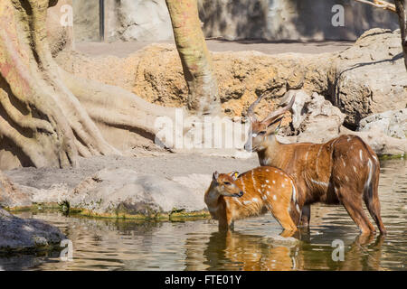 Bongo antelope, Tragelaphus Stock Photo