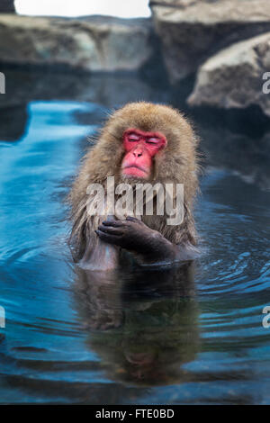 A snow monkey washing itself at Jigokudani's hot spring, Japan. Stock Photo