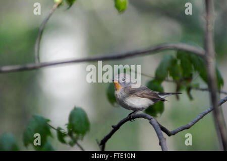 Perching male Red-breasted Flycatcher (Ficedula parva) in spring forest. Moscow region, Russia Stock Photo