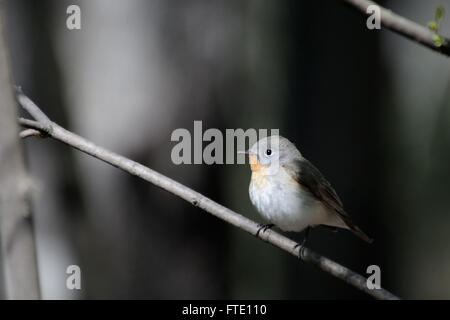 Perching male Red-breasted Flycatcher (Ficedula parva) in spring forest. Moscow region, Russia Stock Photo