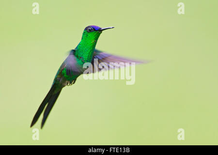 Violet-capped woodnymph (Thalurania glaucopis) flying in mid-air, Itanhaem, Brazil Stock Photo