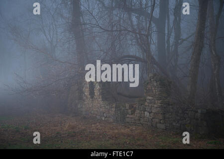 Eerie Foggy Misty Forest Woods With Crumbling Stone Wall Stock Photo