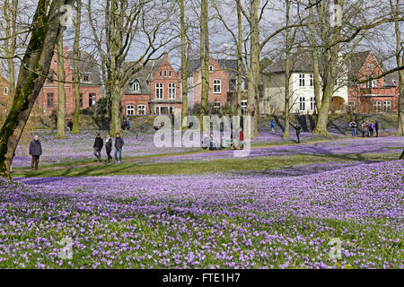 blossoming crocuses, castle gardens, Husum, Schleswig-Holstein, Germany Stock Photo