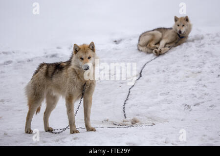 Two sledding dogs, greenlandic husky, Sisimiut, Greenland 2015 Stock Photo