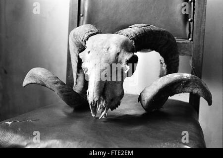 Black and white film photograph of a rams skull on a chair Stock Photo