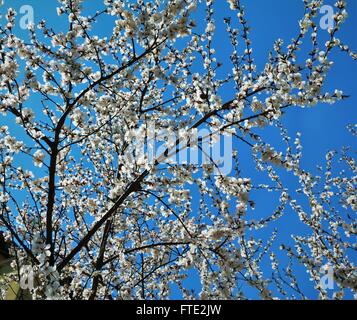 Beautiful white cherry blossoms and blue sky on a beautiful spring day Stock Photo