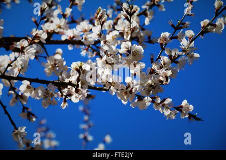 Beautiful white flowers and the blue sky Stock Photo