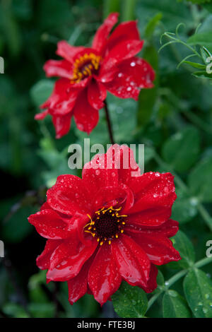 The deep red crimson bloom of the dhalia known as the Bishop of Llandaff shown here with drops of rain on the petals. Stock Photo