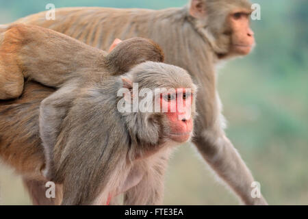 Portrait of rhesus macaque monkeys (Macaca mulatta), India Stock Photo