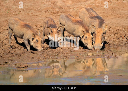 A family of warthogs (Phacochoerus africanus) drinking water, South Africa Stock Photo