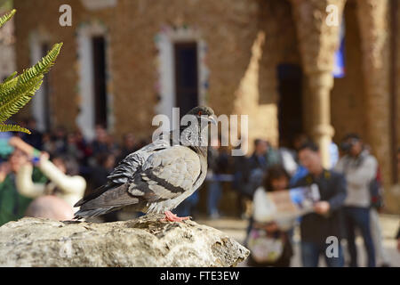Barcelona, Spain - December 28, 2015: Dove in the Park Guell Stock Photo