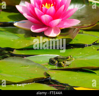 Small frog on a lily pad in a pond with a blooming pink lily. Stock Photo