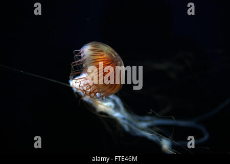 The stinging cells and venom of the compass jellyfish can produce long lasting weals in humans Stock Photo
